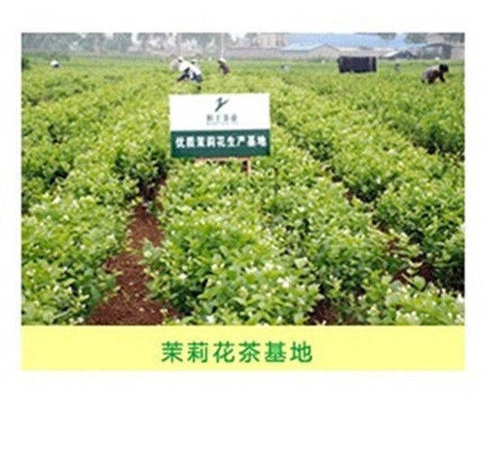 Early Spring High Quality Green Jasmine Tea 50g Fresh Tea Fragant Flower Tea