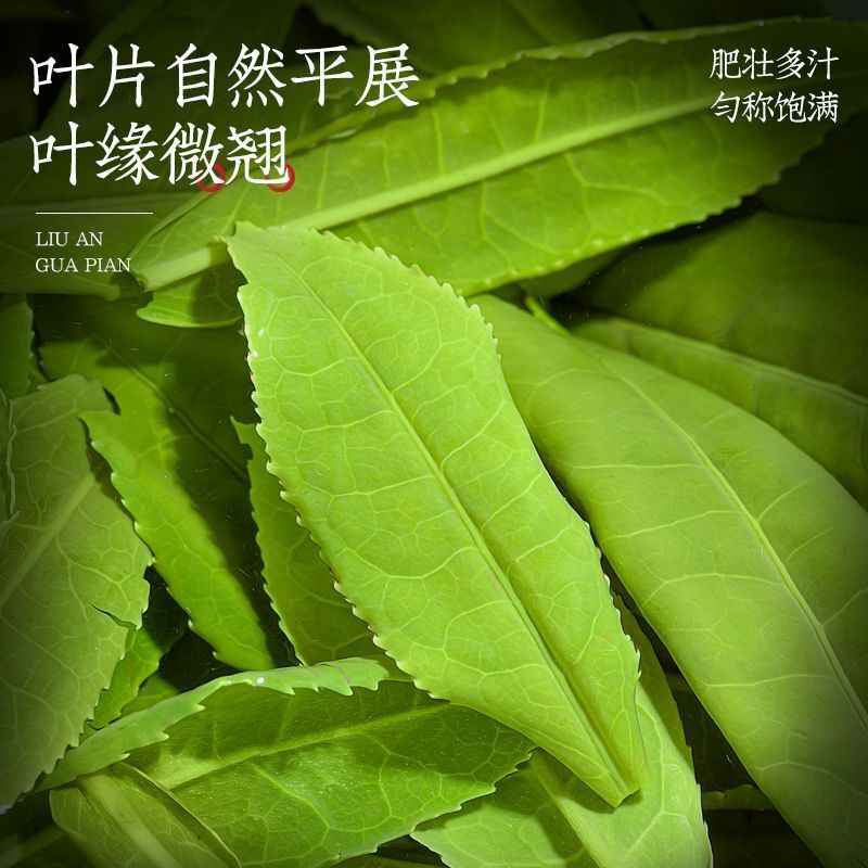 Liu'an Gua Pian New Tea Beforerain Handmade Spring Tea High Mount Green Tea 150g