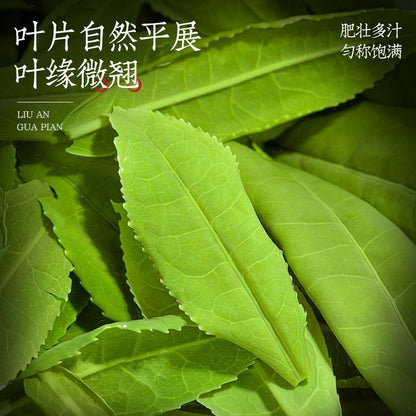 Liu'an Gua Pian New Tea Beforerain Handmade Spring Tea High Mount Green Tea 150g