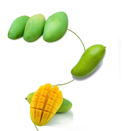 5 Packs 7D Dried Mango Philippines Products Casual Snacks Mango Dried Fruit Food