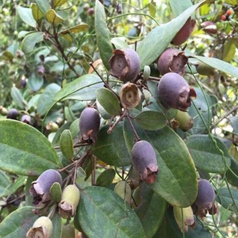 Dried Herbal Tea Dried Rhodomyrtus Tomentosa Fruits,-