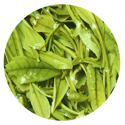 Premium Anji Baicha Baipian White Slice Tea Spring Organic GREEN TEA