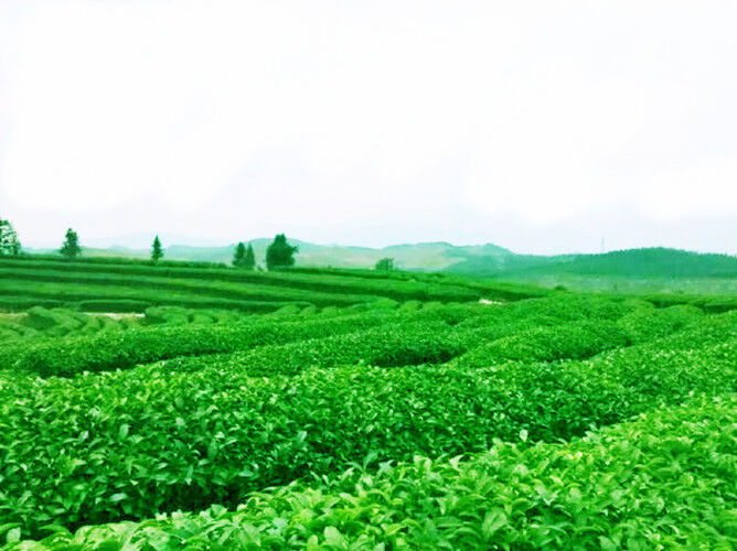 Anxi Tie Guan Yin Milk Tea 50g Super Jin Xuan Milk Oolong Chinese Green-