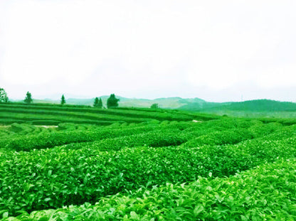 Anxi Tie Guan Yin Milk Tea 50g Super Jin Xuan Milk Oolong Chinese Green-