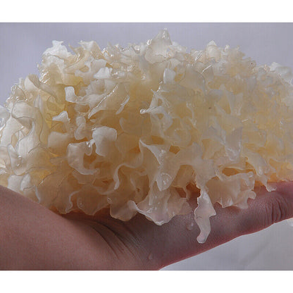 White Mushroom Chinese Snow Fungus Tremella Fuciformis Silver Ear 银耳 250g/500g
