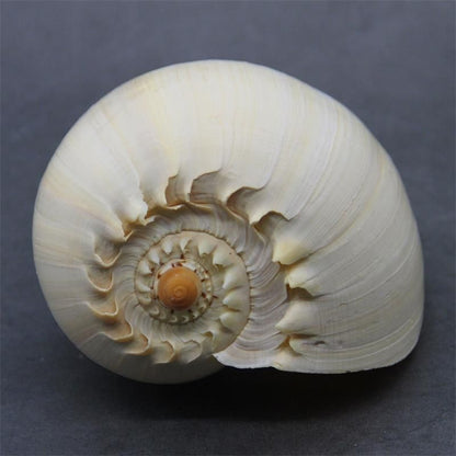 Natural Conch Shell Large Yellow Sea Snail Aquarium Decoration Ornaments 17-19cm