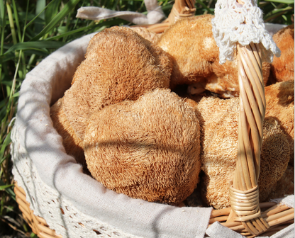 Gutian Hericium Edible Mushroom Bulk High Quality Hot New古田猴头菇食用菌 散装猴头菇 250g