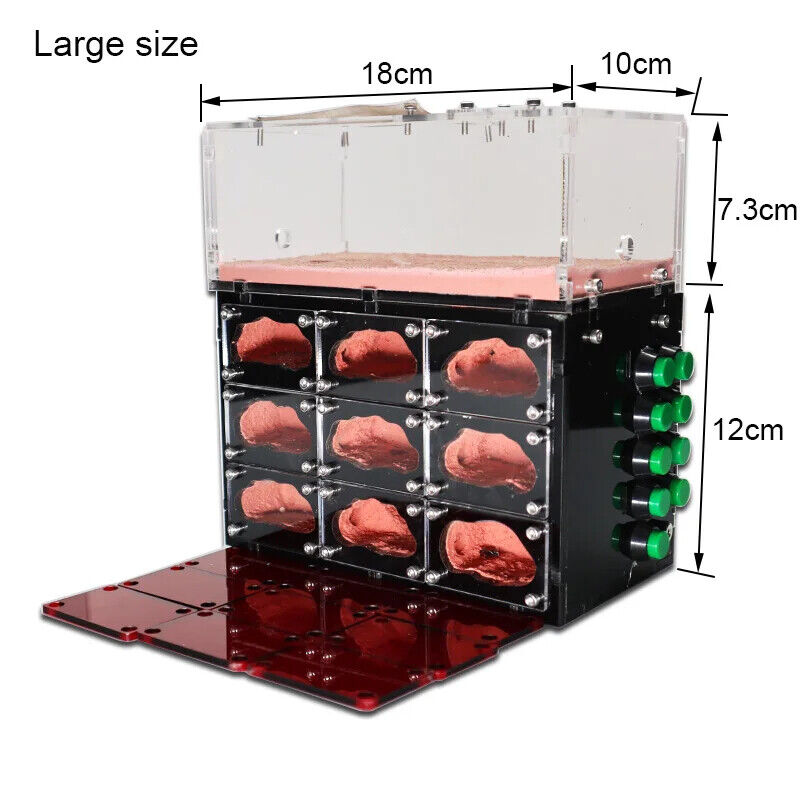 Ant Farm With Independent Lights Control Ecological Insect Anthill Nest Workshop