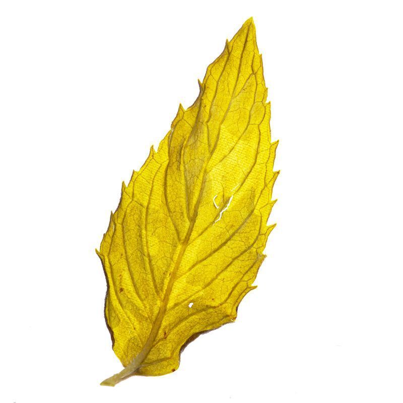 Mint Leaf Herbal Tea 25g Dried Mint Leaf Tea Fresh Mint Tea Edible Herbal Tea