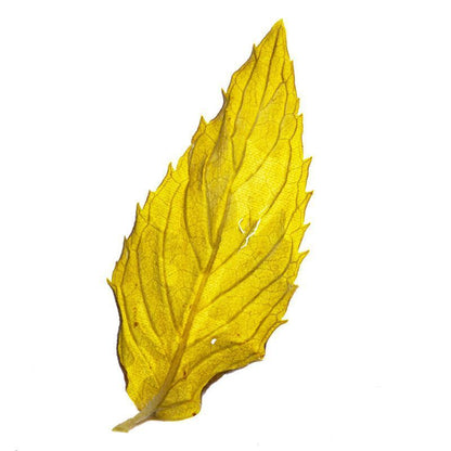 Mint Leaf Herbal Tea 25g Dried Mint Leaf Tea Fresh Mint Tea Edible Herbal Tea