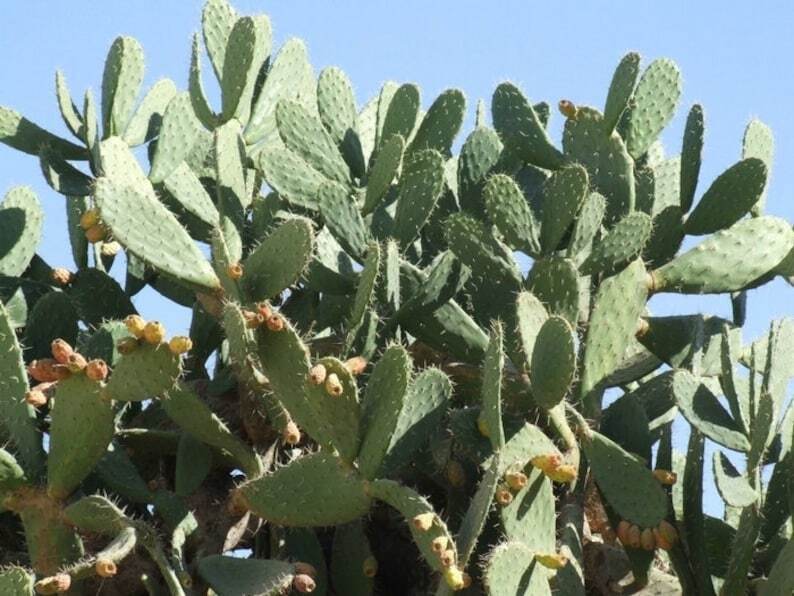 250g Natural 100% Pure Cactus Powder, Barbary Fig Powder, Xian Ren Zhang