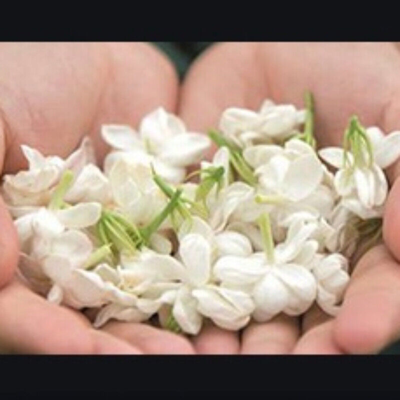 Premium Bulk Jasmine Tea Cans Jasmine Gift Flower Tea Aromatic 250g-500g-