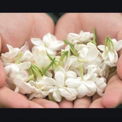 Premium Bulk Jasmine Tea Cans Jasmine Gift Flower Tea Aromatic 250g-500g-