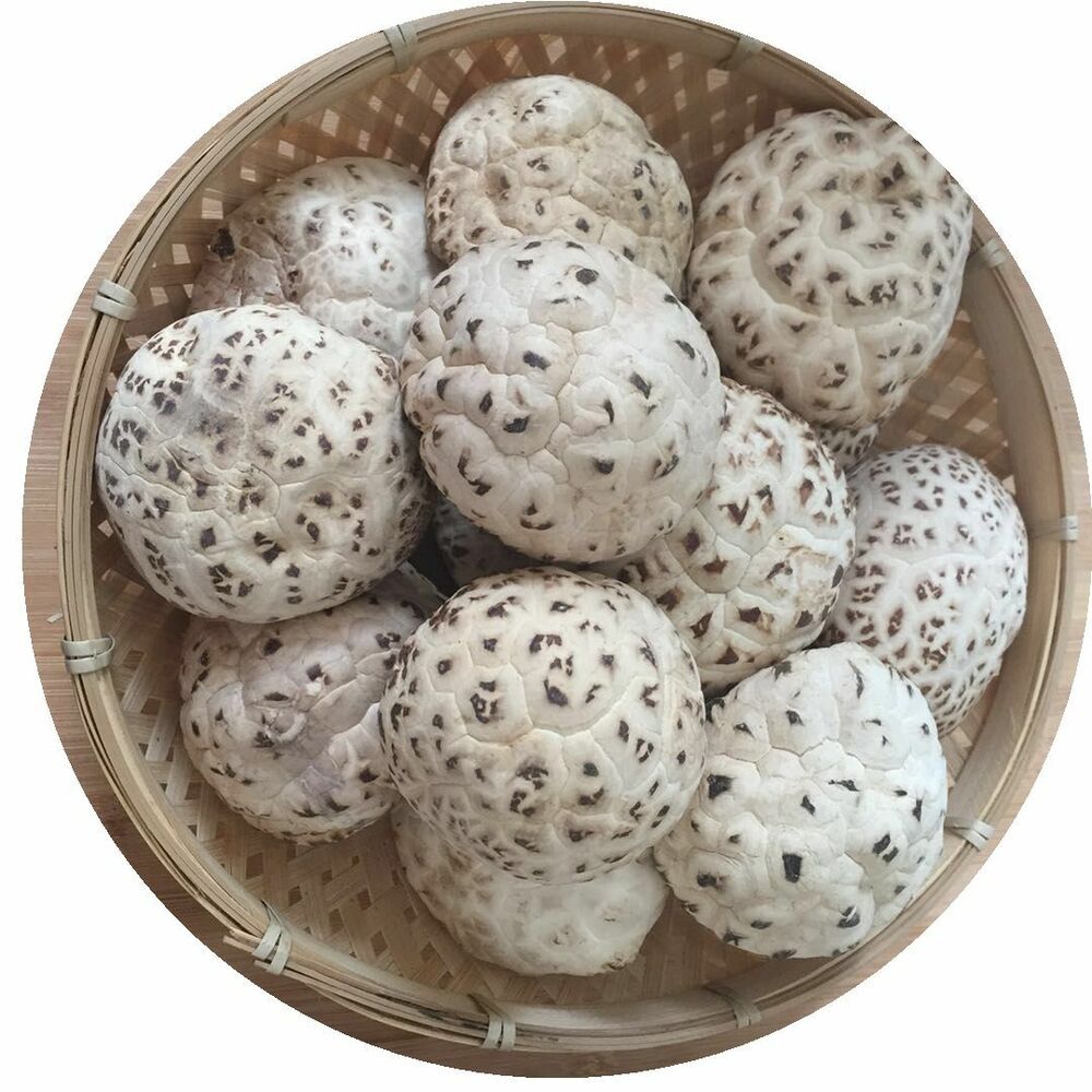 100% Natural Edible Mushroom Baswood Mushroom Brown Shiitake -