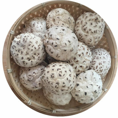 100% Natural Edible Mushroom Baswood Mushroom Brown Shiitake -
