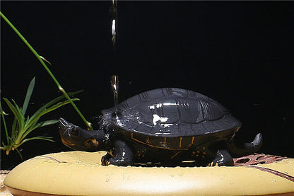 Handmade Artwork Turtle Statue Small Size Yixing Zisha Black Clay Decoration New
