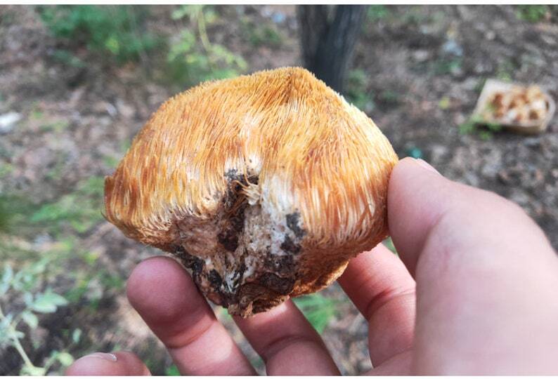 Wild Lion's Mane Mushroom Premium Hericium Erinaceus Very Delicious Top Quality