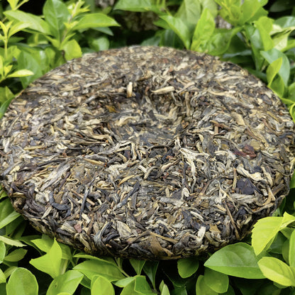 Pu'er Tea Ancient Tree 357g Pu'er Raw Tea Cake Xi Gui Pu'er Tea