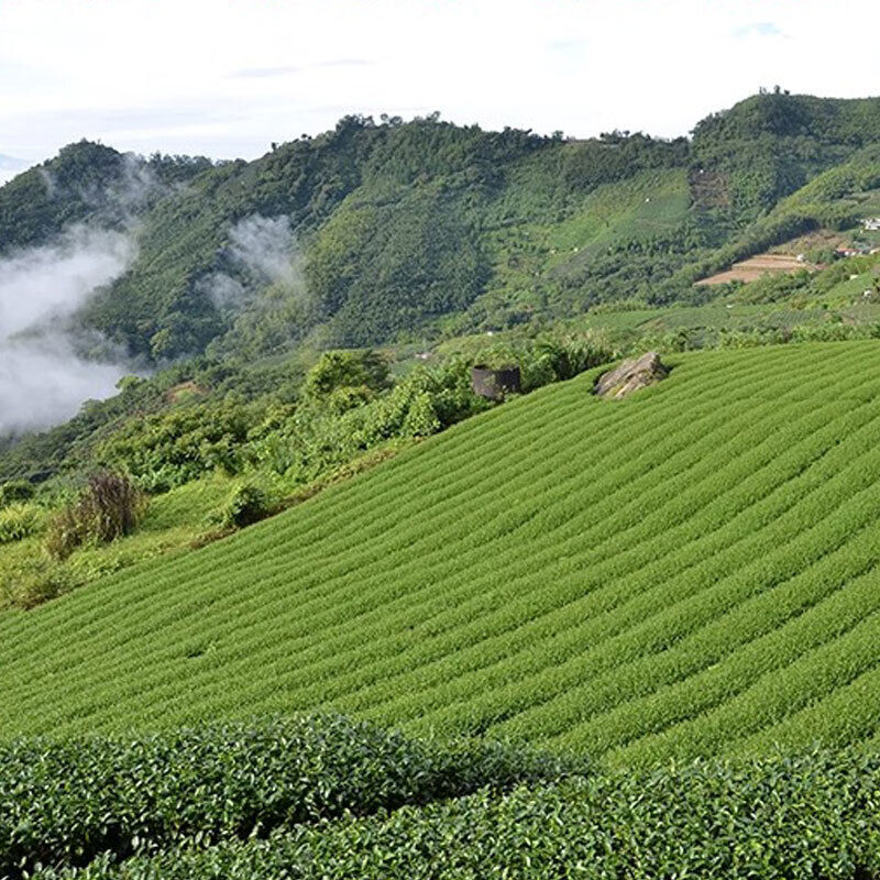 Milk Oolong Tea - A Unique High Antioxidant, Low-Caffeine Tea 250g