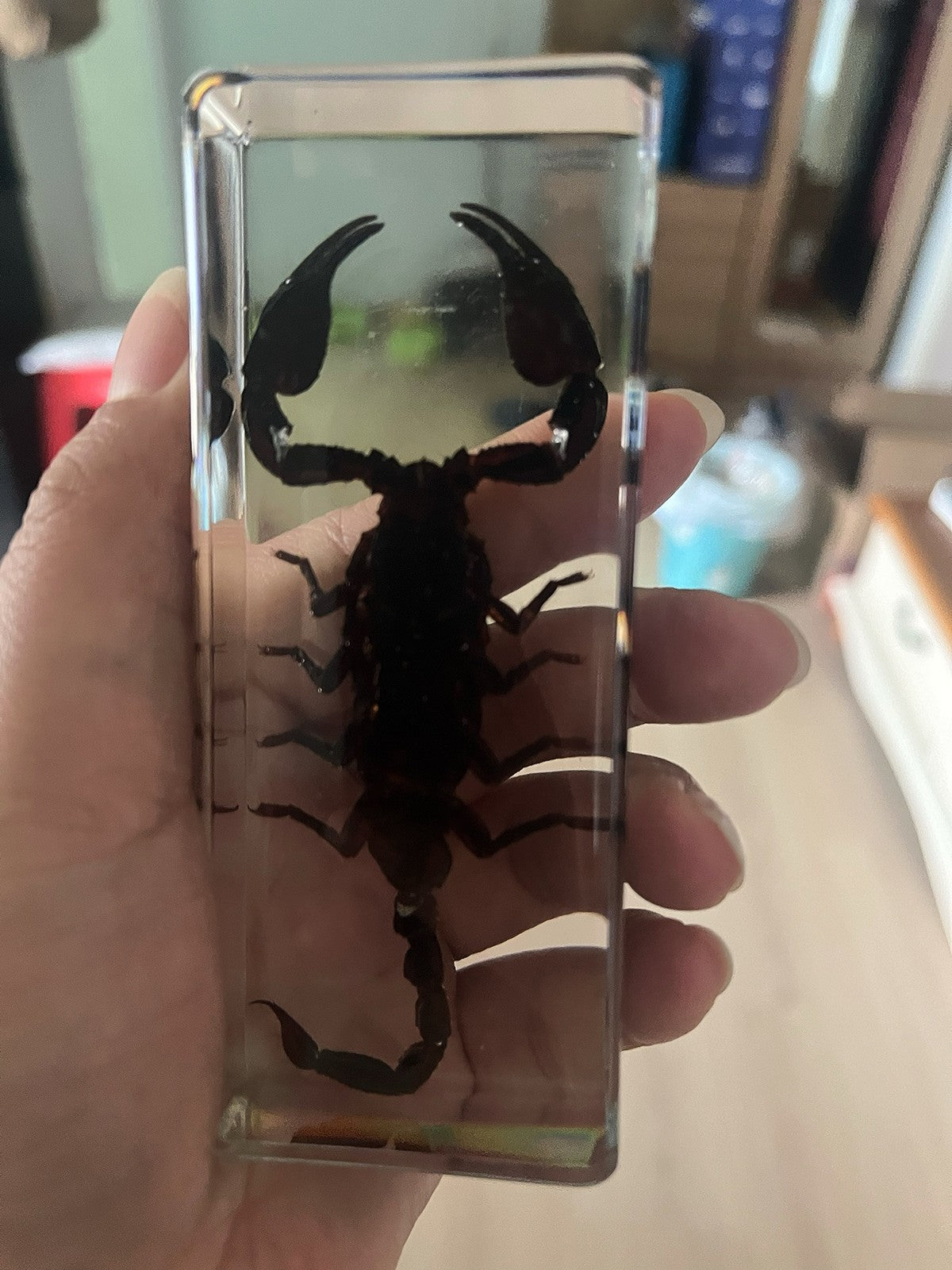 Real Rainforest Scorpion Resin Specimen 110x43mm Paperweight & Educational Decor