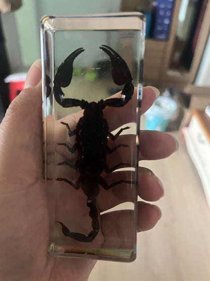 Real Rainforest Scorpion Resin Specimen 110x43mm Paperweight & Educational Decor