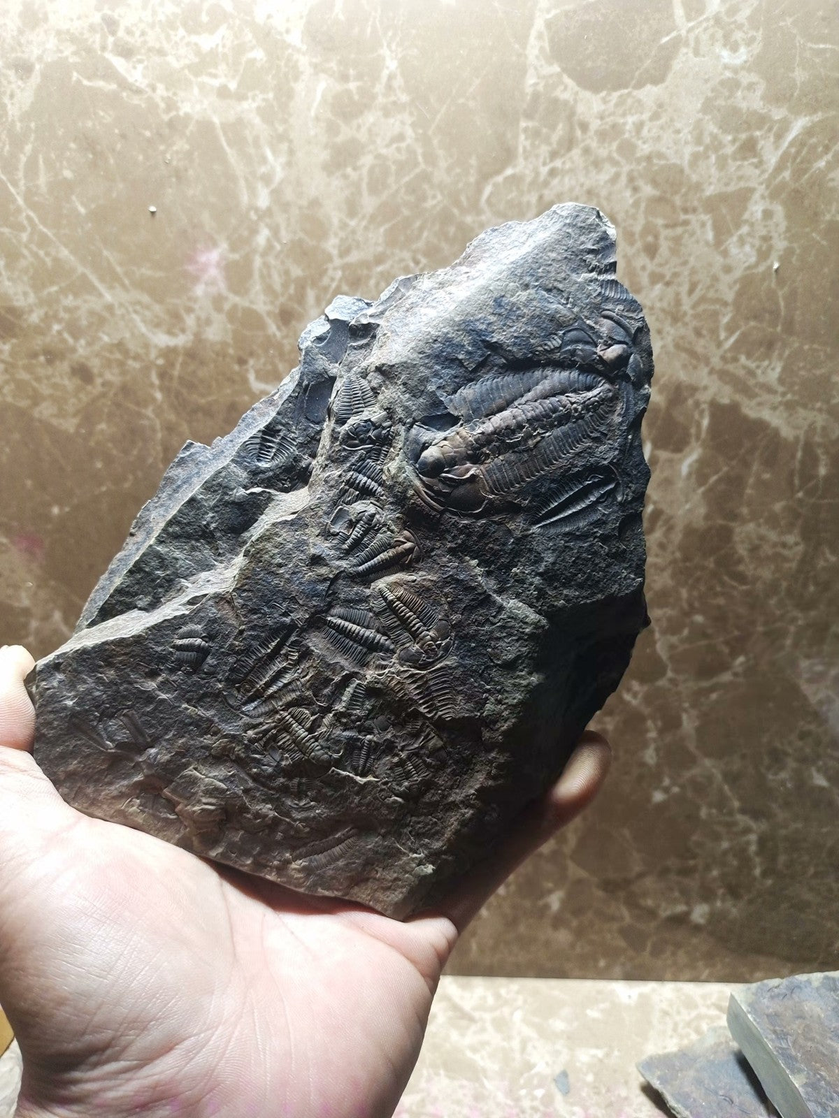 92201 From The Jurassic Daohugou Period Exquisite Insect Fossils Collection