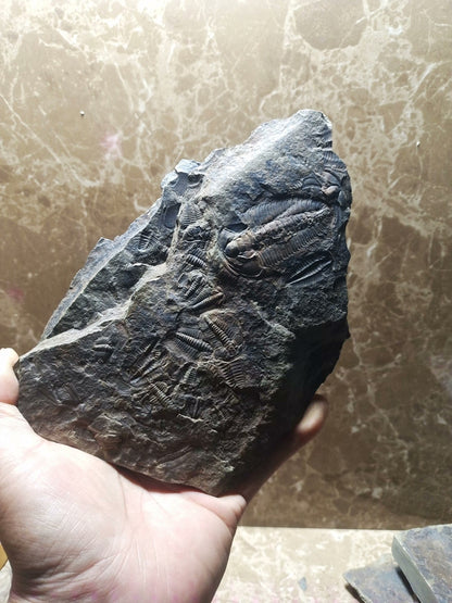 92201 From The Jurassic Daohugou Period Exquisite Insect Fossils Collection
