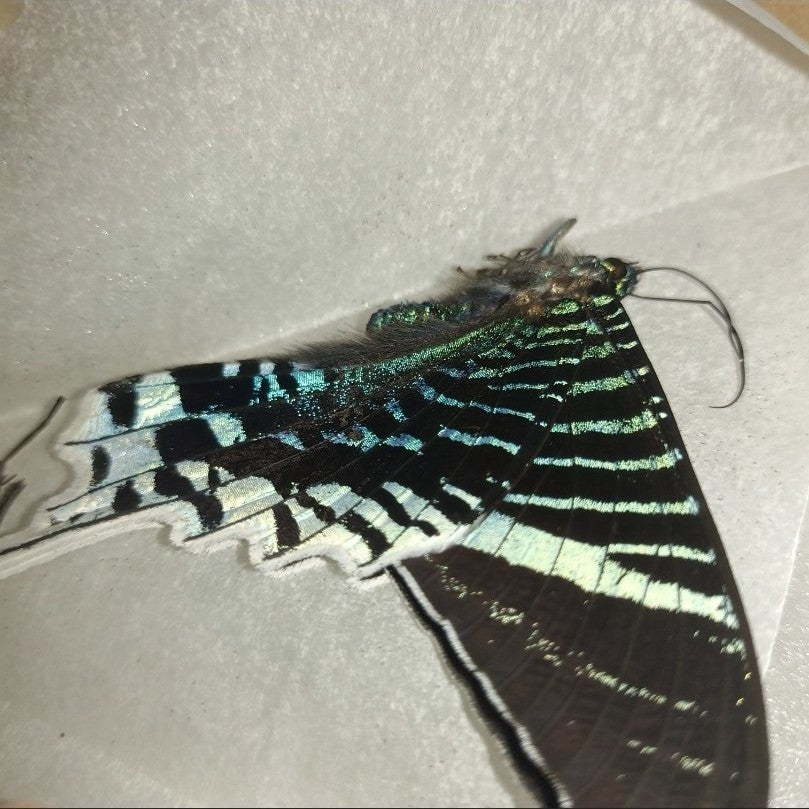 2 Real Madagascan Sunset Moth Specimens Unspread Chrysiridia Rhipheus DIY