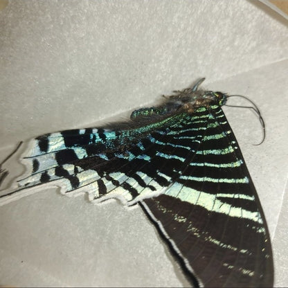 2 Real Madagascan Sunset Moth Specimens Unspread Chrysiridia Rhipheus DIY