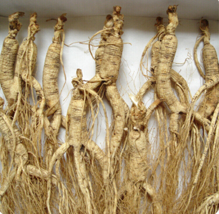 Natural Dry Transplant chinese Wild Ginseng Root 10-15 Years relative integrity