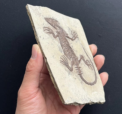 Chinese Monjurosuchus Choristodera Fossil Rare Collected