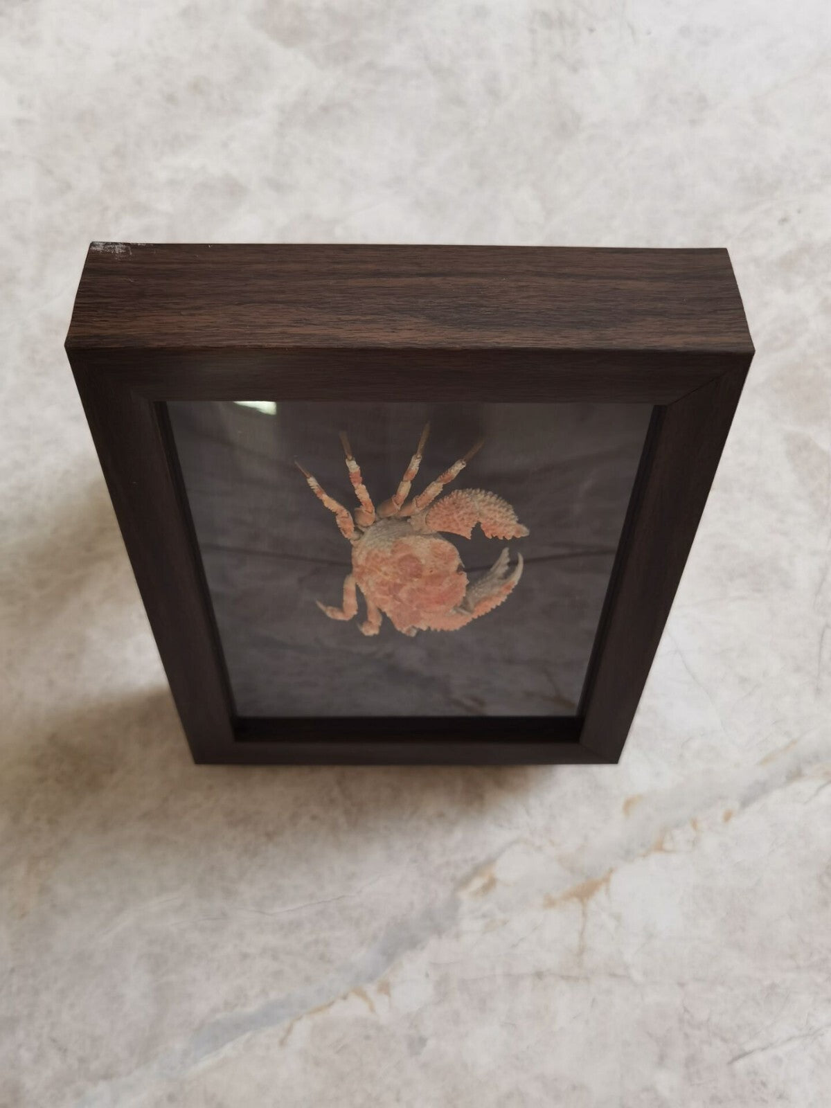 Collect Real Scaly Crab Statue Specimen Skeleton Animal Bone Decor