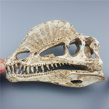Resin Dinosaur Skeleton Model Double Crowned Dragon Skull Animal Teaching
