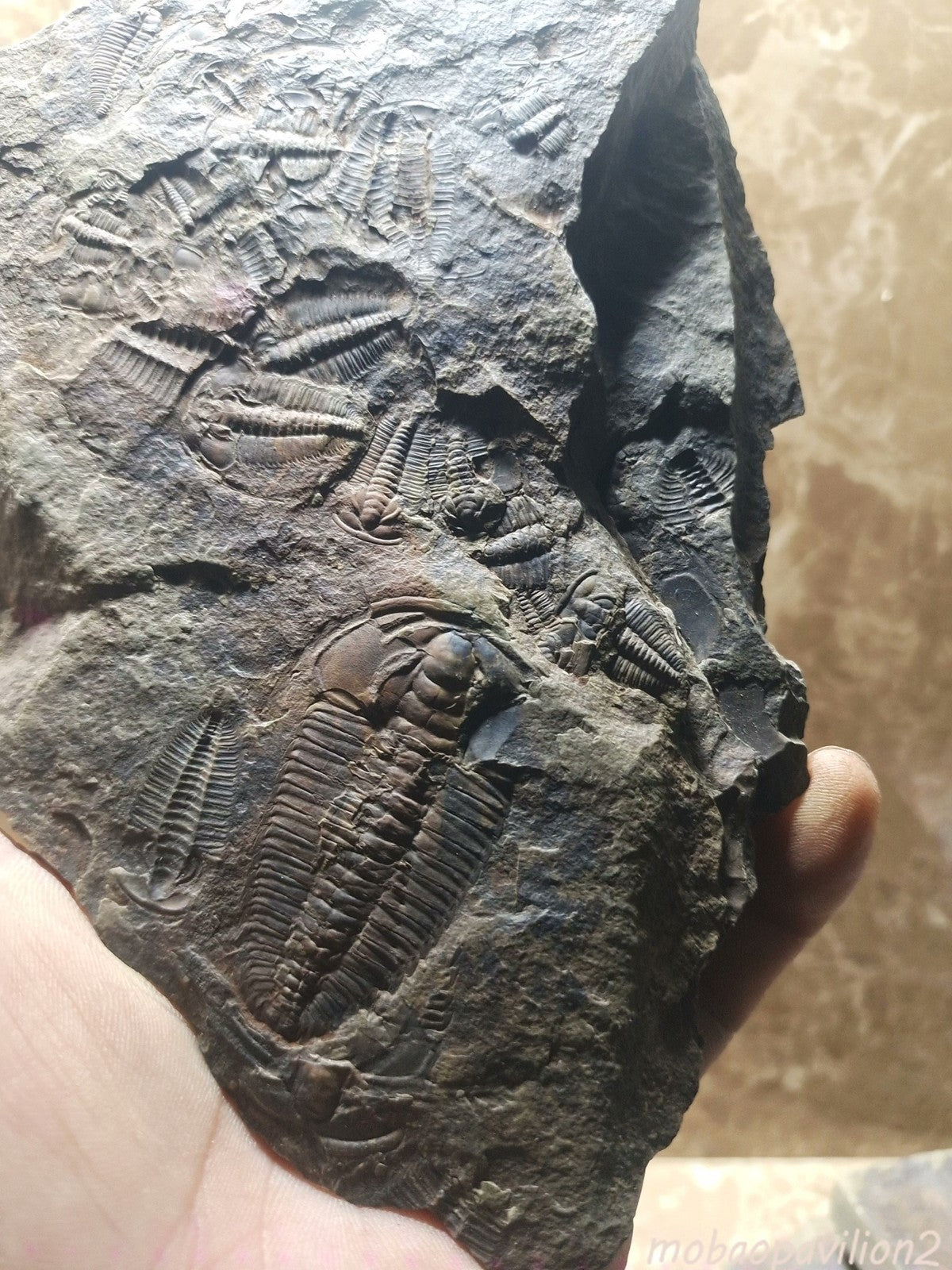 92201 From The Jurassic Daohugou Period Exquisite Insect Fossils Collection