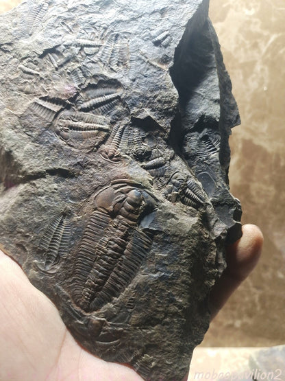 92201 From The Jurassic Daohugou Period Exquisite Insect Fossils Collection