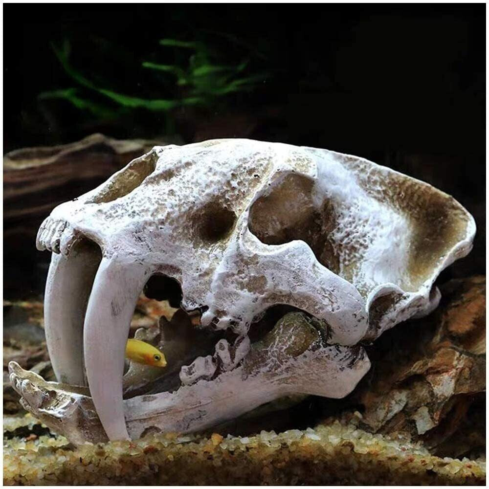 New Resin Skull Model Saber-toothed Tiger Replica Imitation Skeleton Decor