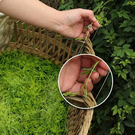 long xu Jiao Gu Lan buds leaf Tea,China Fiveleaf gynostemma pentaphyllum thé tee