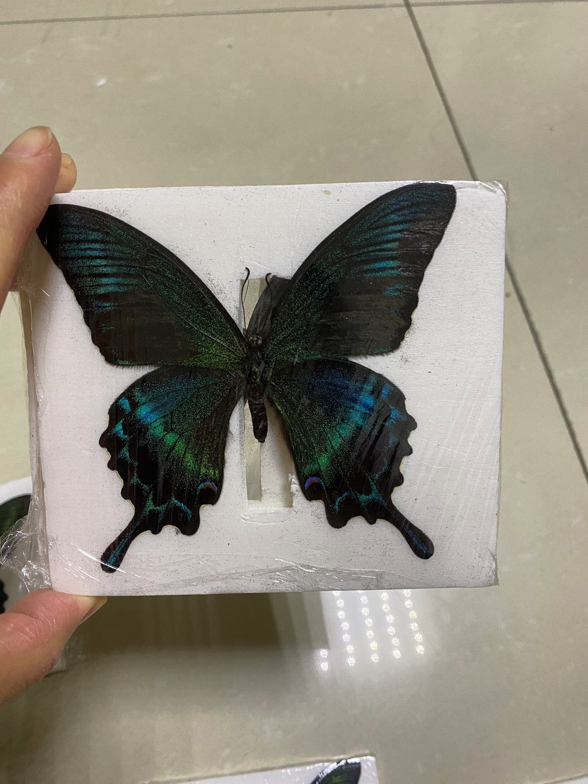 Green Banded Peacock Swallowtail Summer Form 10 Pack 9-11cm Wingspan