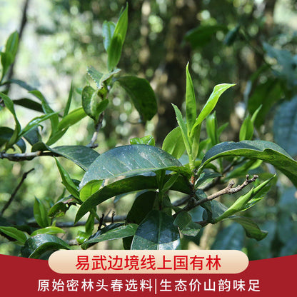 500g Yiwu Secret Tuo Tea Big Tree Tea Puerh Tea Raw Tea Yunnan Tea