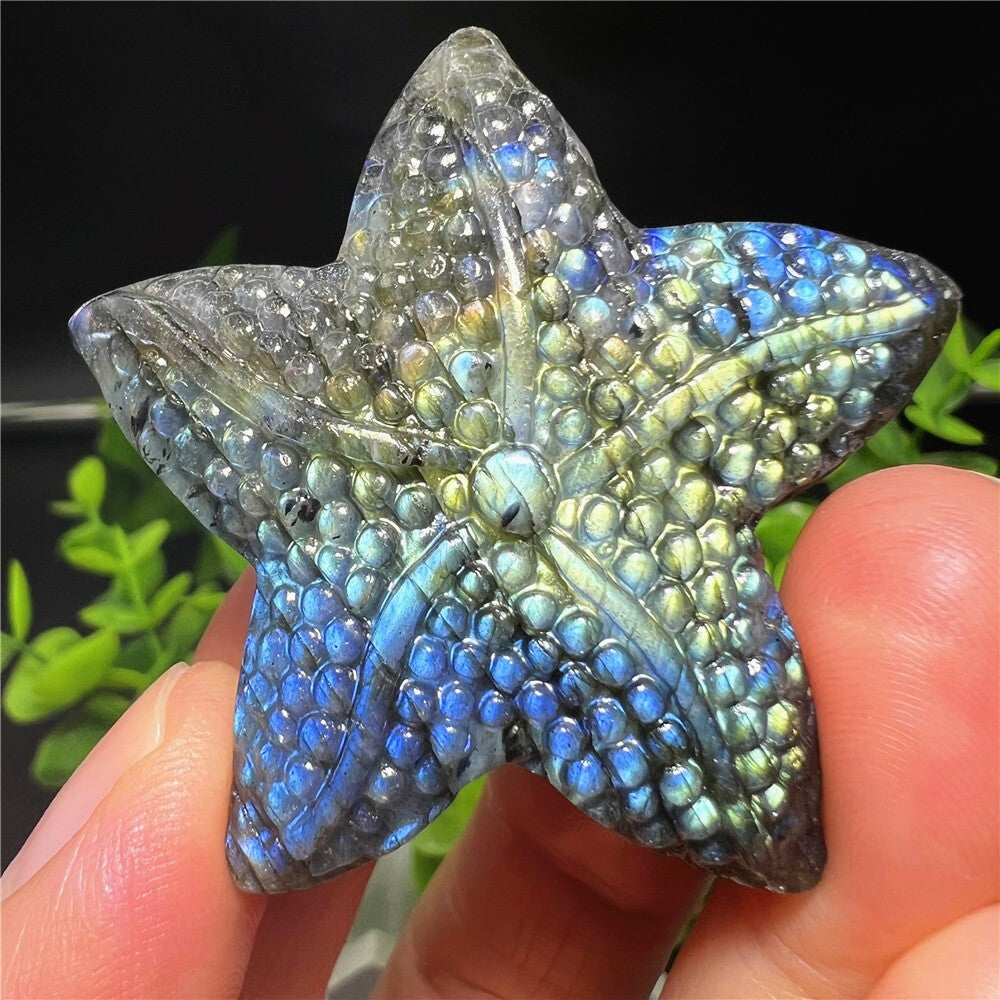 Natural Labradorite Hand Carved Starfish Skull Quartz Crystal Healing Reiki 1pc