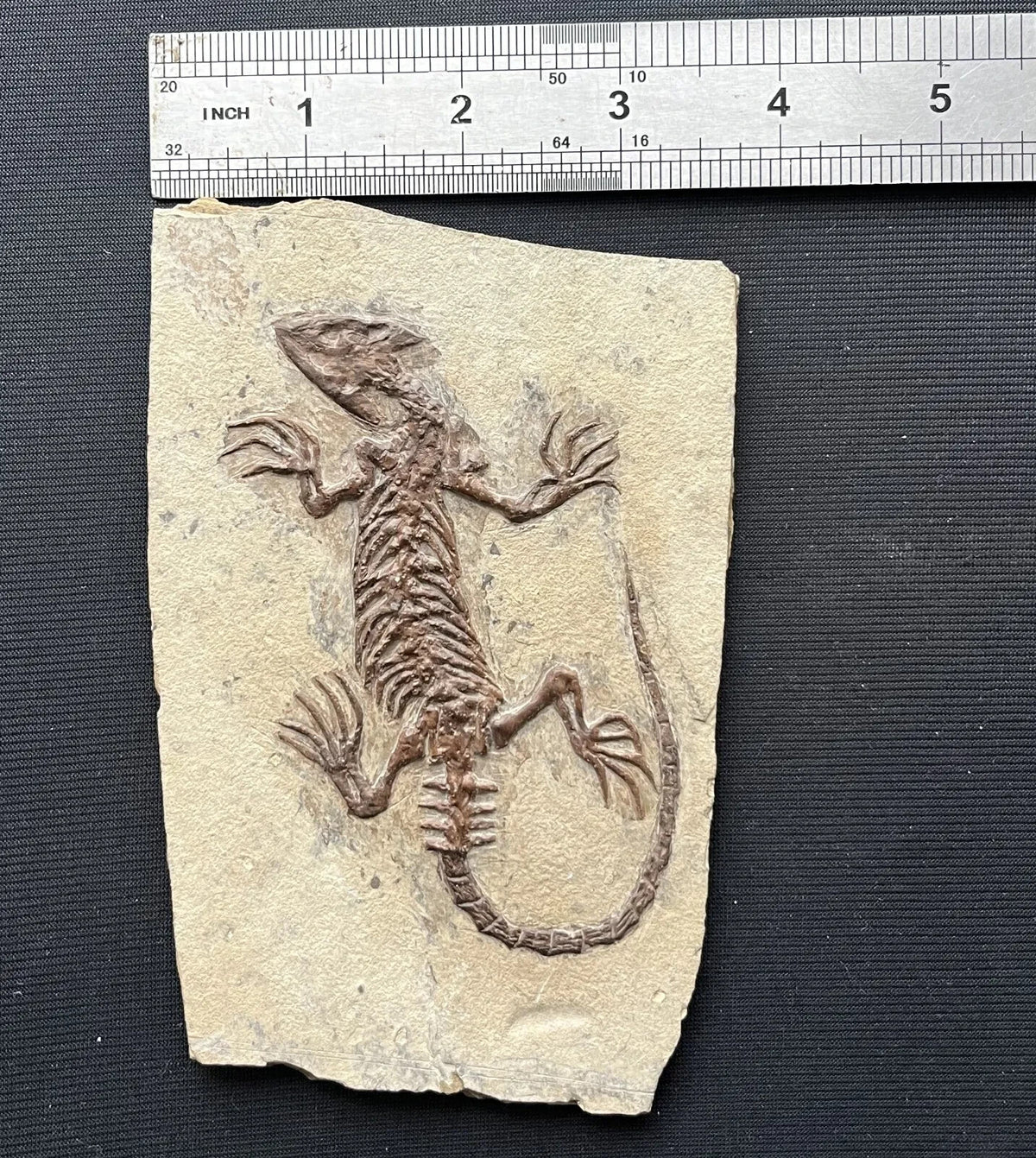 Chinese Monjurosuchus Choristodera Fossil Rare Collected