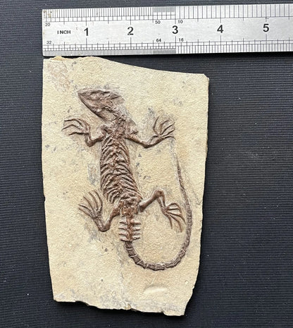 Chinese Monjurosuchus Choristodera Fossil Rare Collected