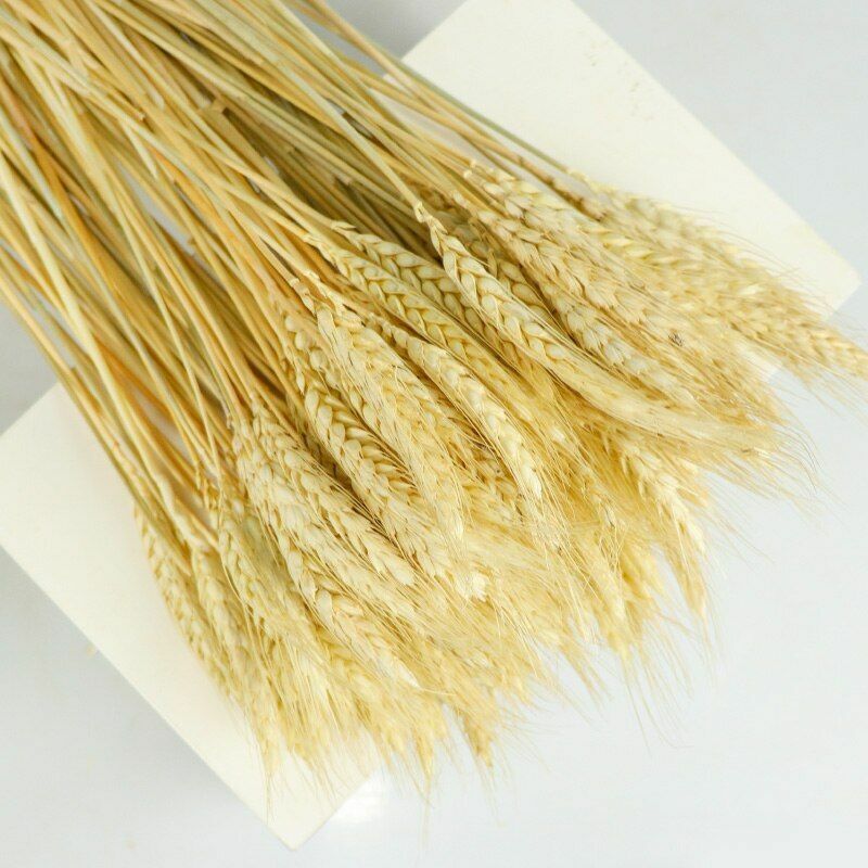 50Pcs/Lot Dried Wheat Ear Flowers Bouquet Decor Natural Pampas Rabbit Tail Grass