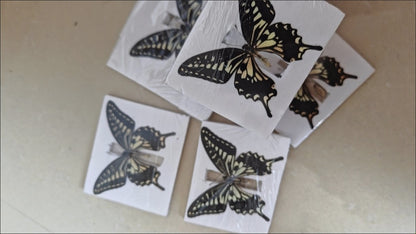 10pcs Citrus Swallowtail Butterfly Specimens 7-10cm Wingspan