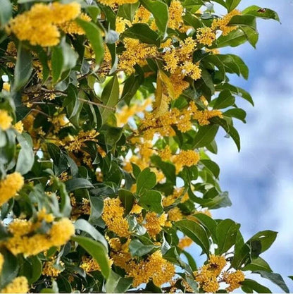 Osmanthus Fragrans Seeds, Sweet Osmanthus Seed, Osmanthus flowers Seed