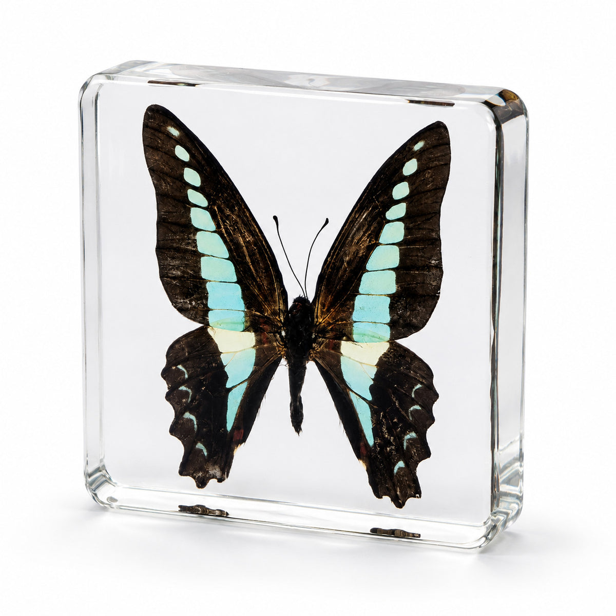 Real Common Bluebottle Butterfly Specimen Resin Block Insect STEM Education