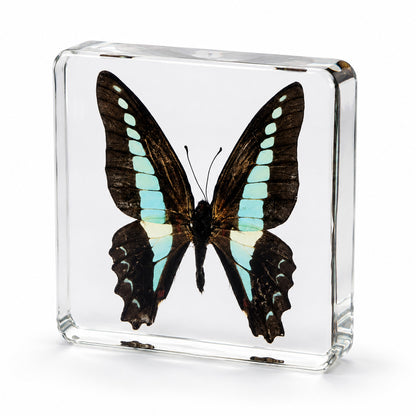 Real Common Bluebottle Butterfly Specimen Resin Block Insect STEM Education