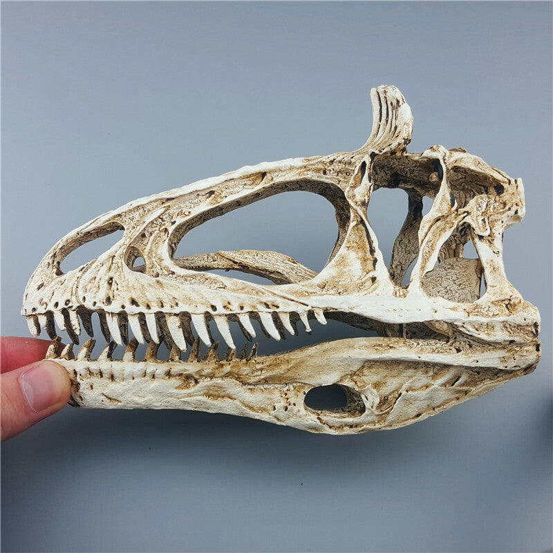 Resin Dinosaur Skeleton Model Double Crowned Dragon Skull Animal Teaching