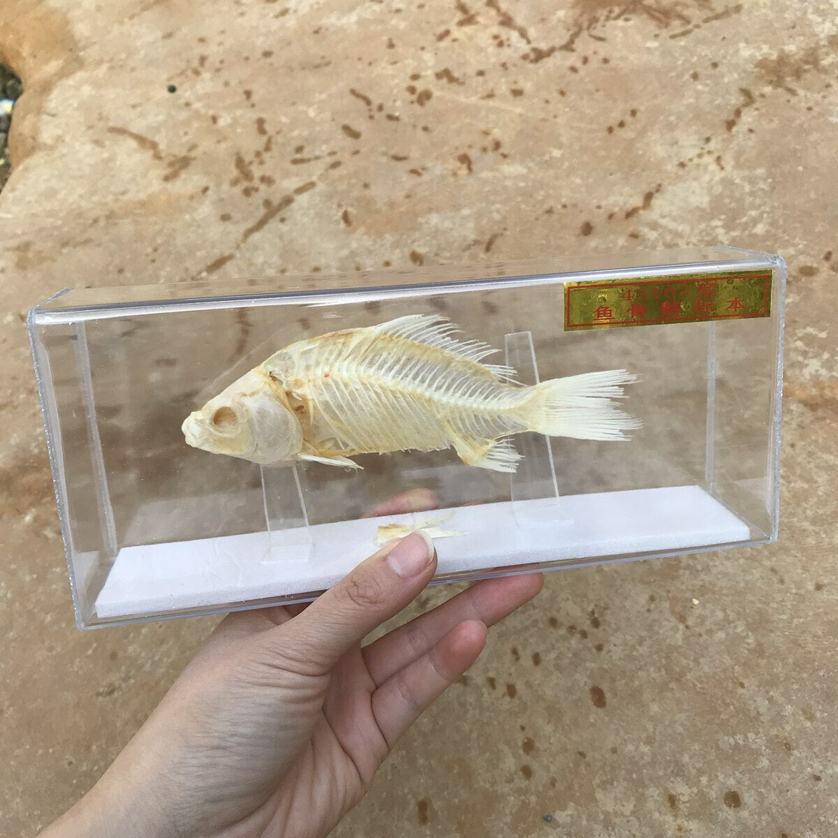 1-Piece animal specimen fish skull specimen real collection teaching model -