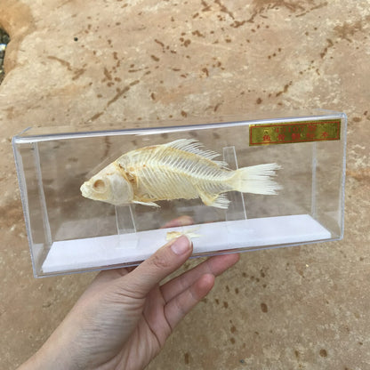 1-Piece animal specimen fish skull specimen real collection teaching model -